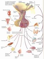el sistema reproductivo - Grado 11 - Quizizz
