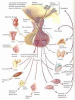 los sistemas nervioso y endocrino - Grado 11 - Quizizz