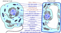 plant cell diagram - Class 9 - Quizizz
