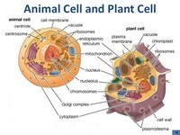 3IE Cell Organelle Quiz