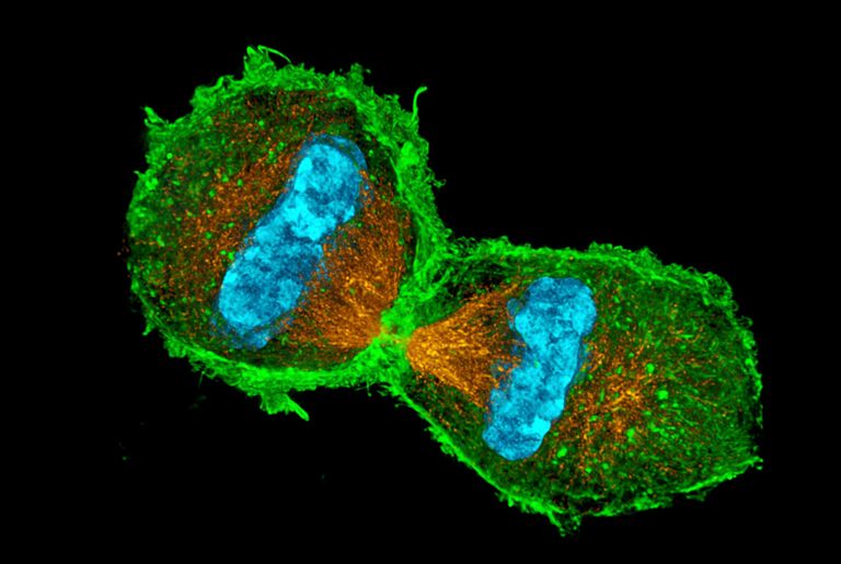 Mitosis Cell Structure Quiz Quizizz Hot Sex Picture