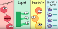 macromolecules - Grade 9 - Quizizz