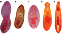 Trematodes