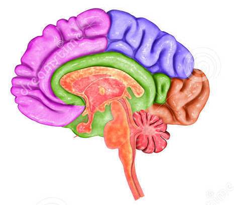 Parts of the Brain and its Functions | 145 plays | Quizizz