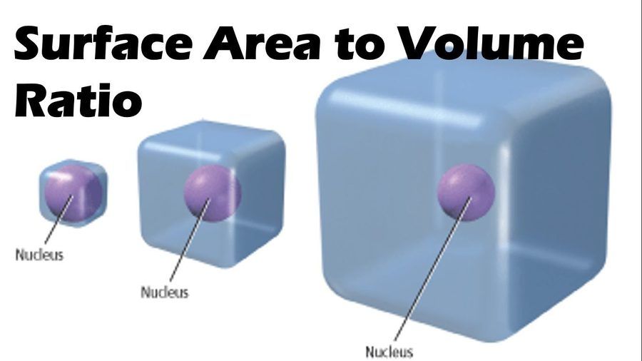 Surface Area And Volume Ratio Science Quiz Quizizz