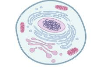 the cell membrane - Year 2 - Quizizz