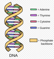 Struktura i replikacja DNA Fiszki - Quizizz