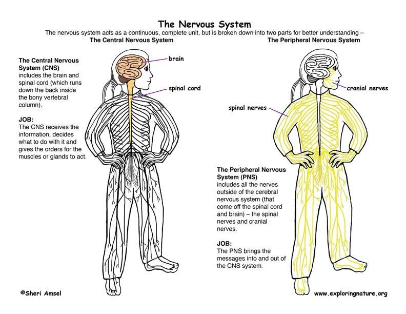 Nervous System Quiz #1 | Science Quiz - Quizizz