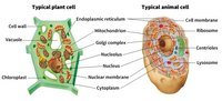 structure of a cell - Class 12 - Quizizz