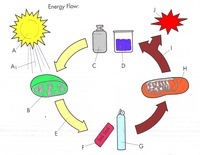 Energy - Year 9 - Quizizz