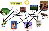 food chain Flashcards - Quizizz