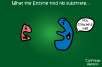 enzimas - Grado 9 - Quizizz