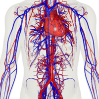 the reproductive system - Class 12 - Quizizz