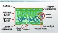 Pismo - Klasa 9 - Quiz