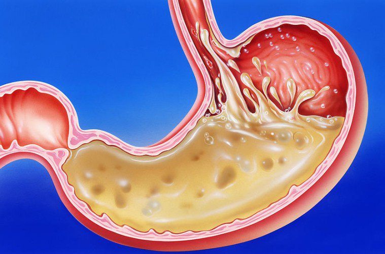 Anatomy of the Stomach Quiz