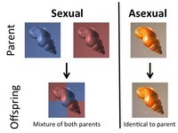 Asexual vs Sexual Reproduction