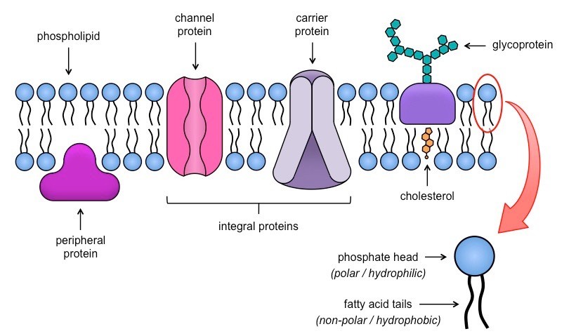 Phospholipid Bilayer & Transport | 1.3K plays | Quizizz