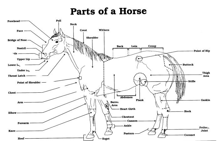 Parts of Horse 4 | Other Quiz - Quizizz