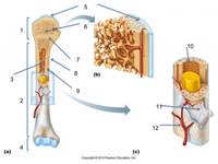 Anatomy Cards Flashcards - Quizizz