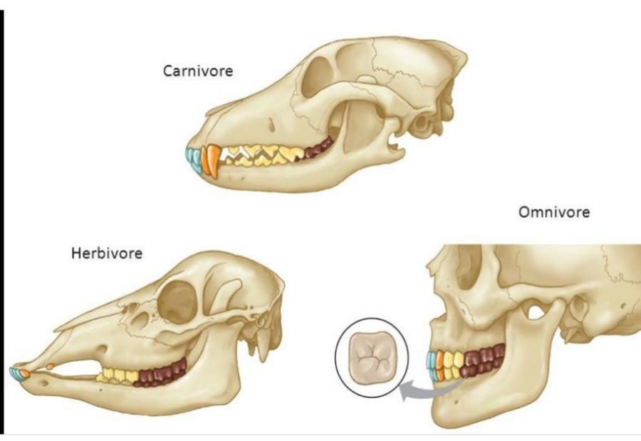 teeth-structure-of-animals-science-quizizz