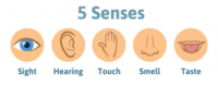 The 5 Senses Flashcards - Quizizz