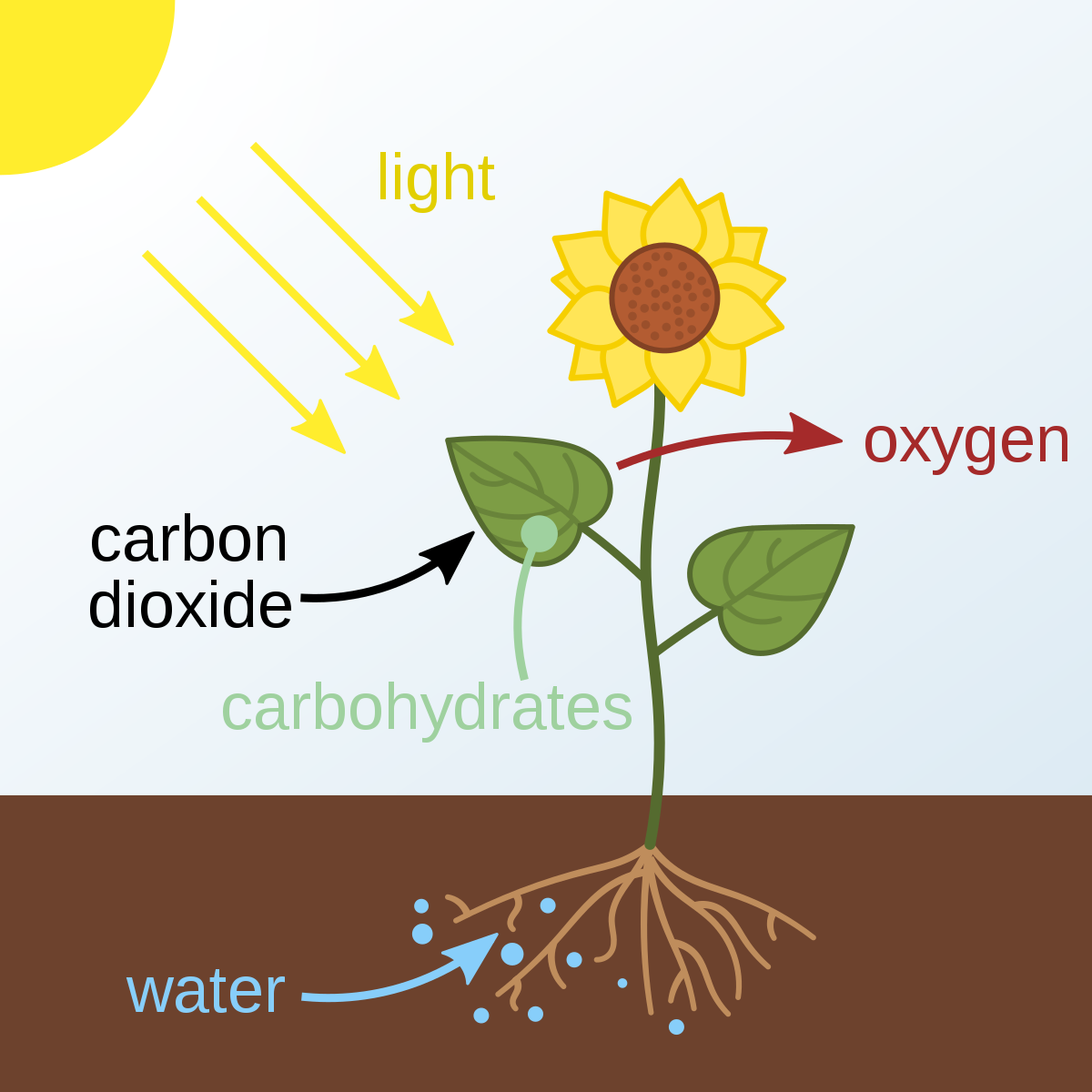 photosynthesis - Year 10 - Quizizz