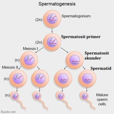 Pada peristiwa oogenesis setiap satu oogonium yang mengalami meiosis akan membentuk
