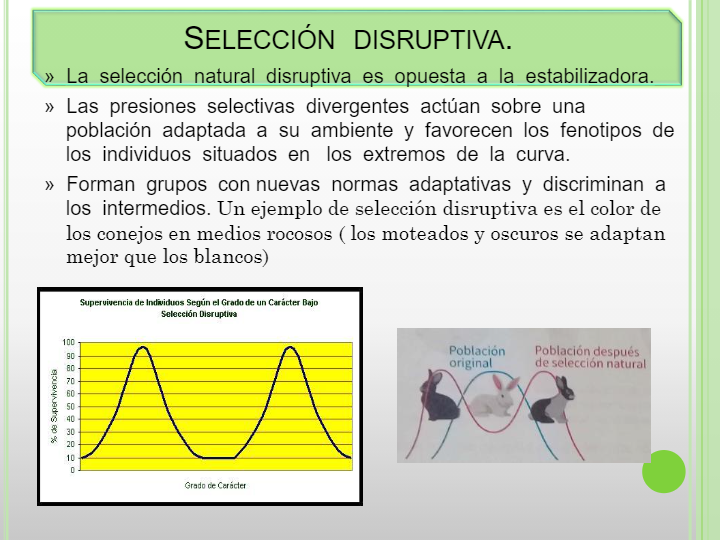 ejemplos de seleccion direccional en animales