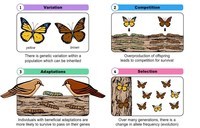 naturalna selekcja - Klasa 8 - Quiz