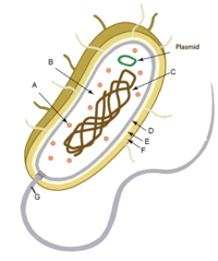 prokaryotes and eukaryotes Flashcards - Quizizz