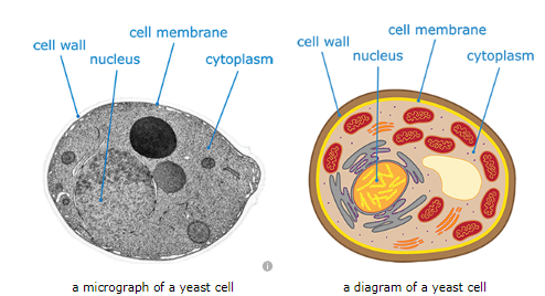 Ls1-1 :Cells | Cell Structure Quiz - Quizizz