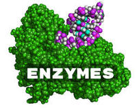 enzymes - Class 10 - Quizizz