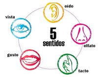 Los 5 Sentidos - Grado 4 - Quizizz