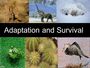 Adaptations