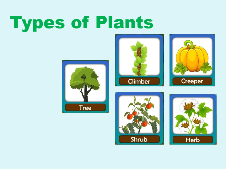 Classification of plants | Science - Quizizz