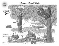 food chain - Grade 8 - Quizizz