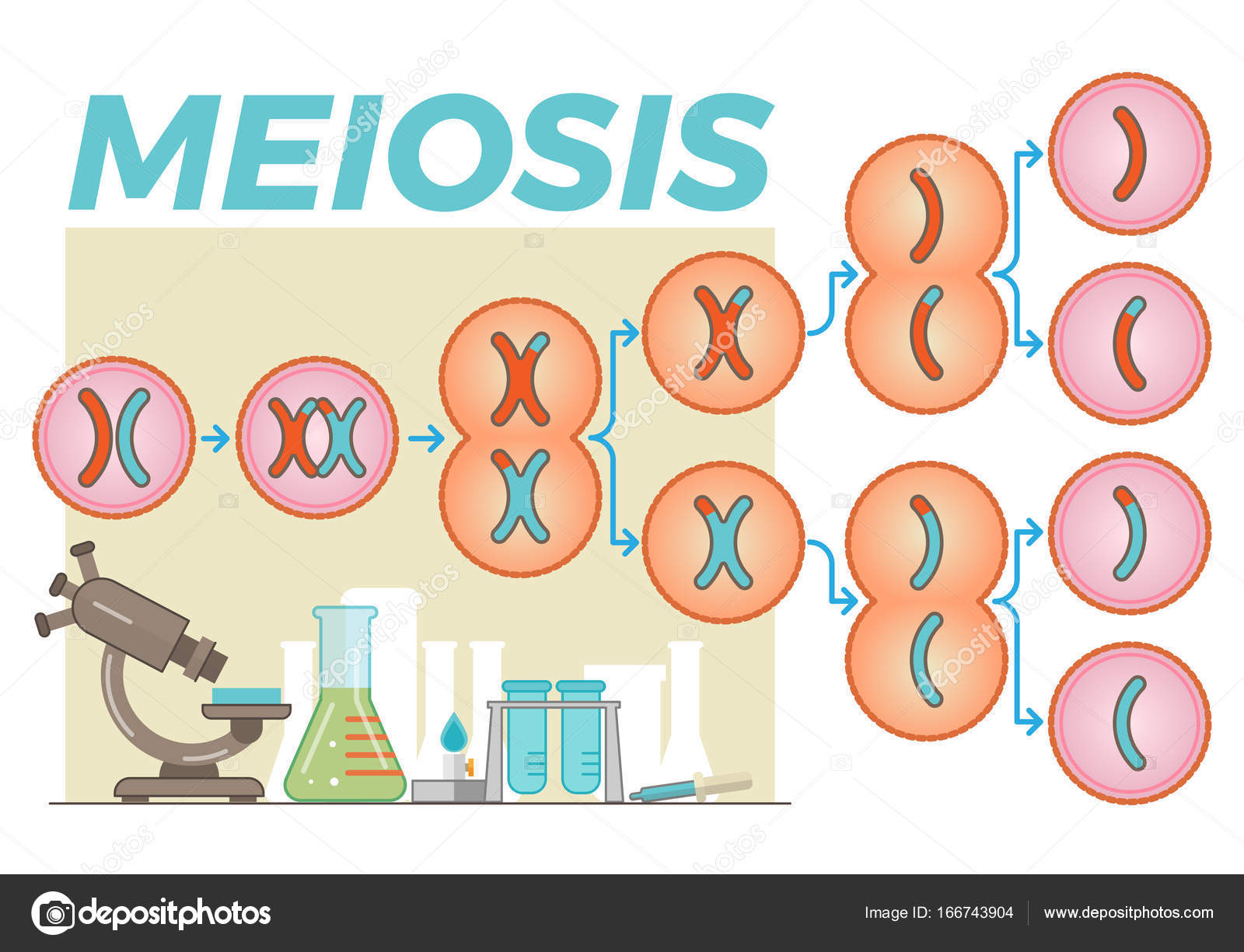 meiosis - Year 1 - Quizizz