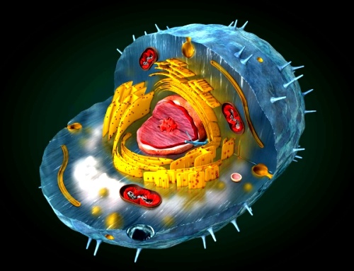 la membrana celular - Grado 2 - Quizizz