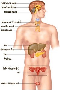 เอนไซม์ - ระดับชั้น 11 - Quizizz