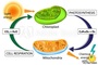 Photosynthesis & Cellular Respiration