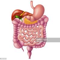 the digestive and excretory systems Flashcards - Quizizz