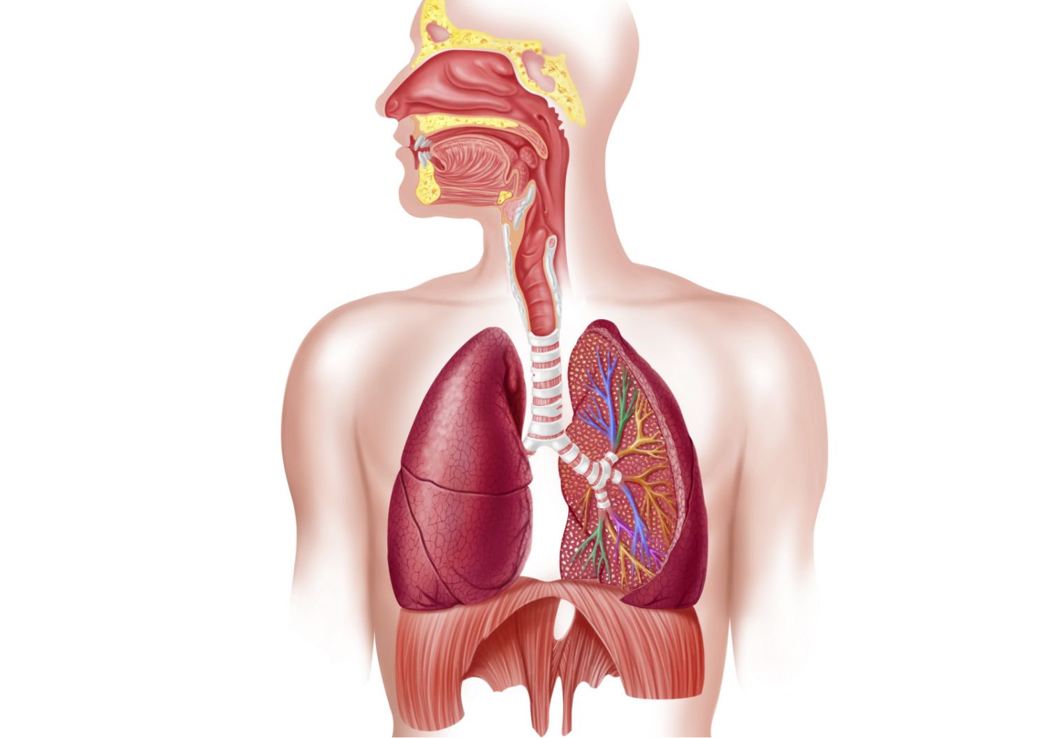 the circulatory and respiratory systems - Grade 7 - Quizizz