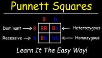 genetics vocabulary genotype and phenotype - Class 6 - Quizizz