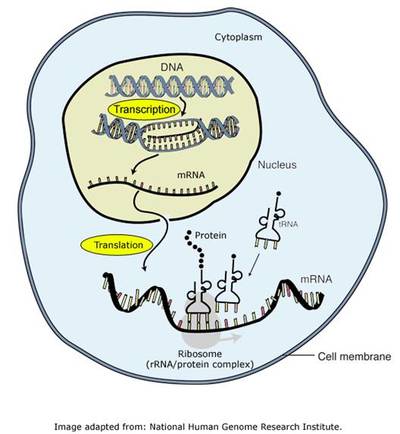 Biology 2 CQ- Protein Synthesis | Biology Quiz - Quizizz