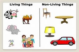 Living Things & Non-Living Things | Quizizz