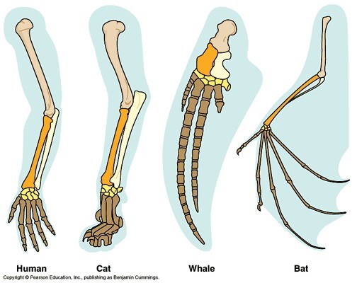 Evidence Of Evolution Quiz Answer Key