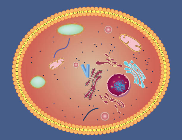 the cell membrane - Year 4 - Quizizz