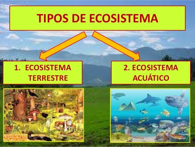 Evaluación de ecosistemas de Panamá | Quizizz