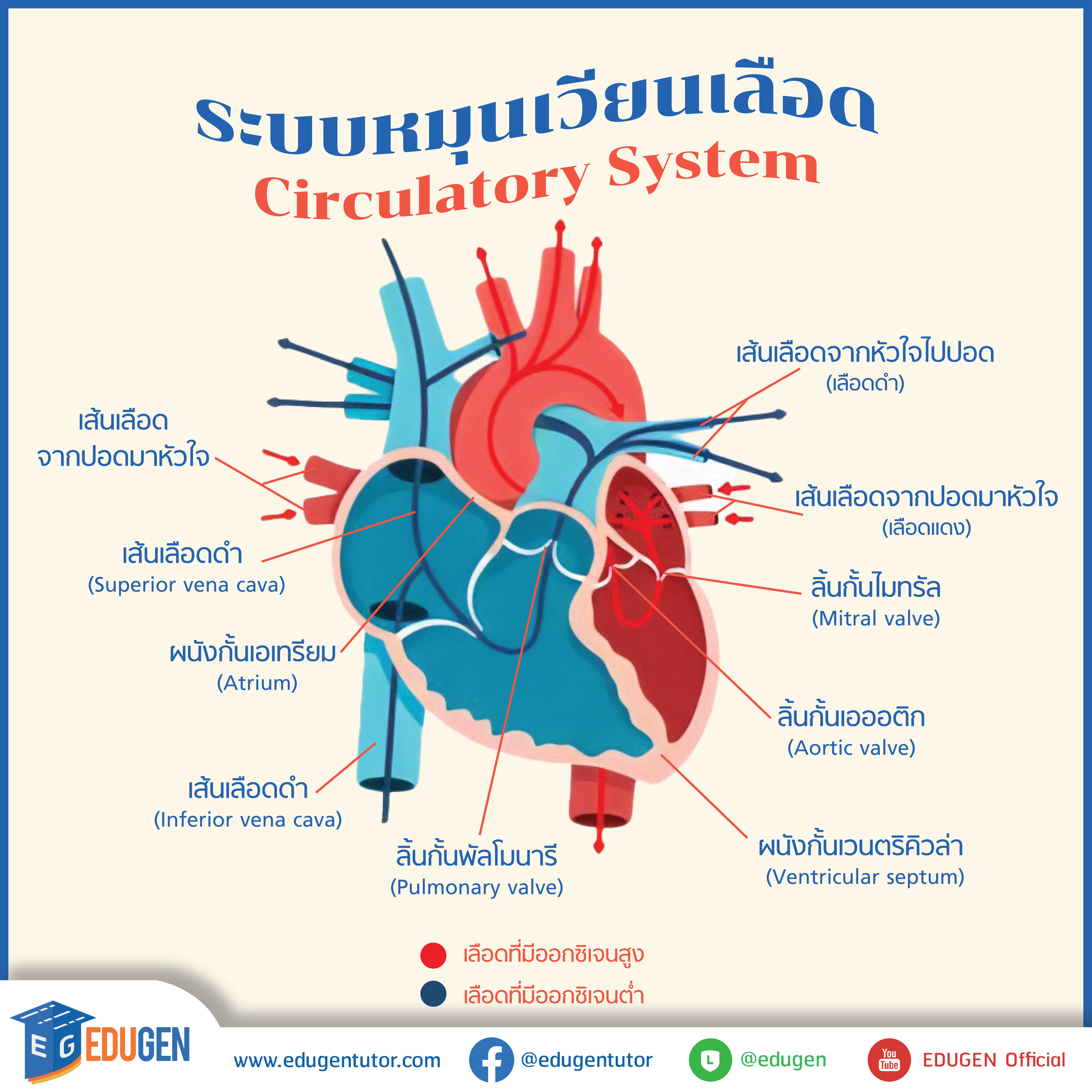 the circulatory and respiratory systems - Class 1 - Quizizz