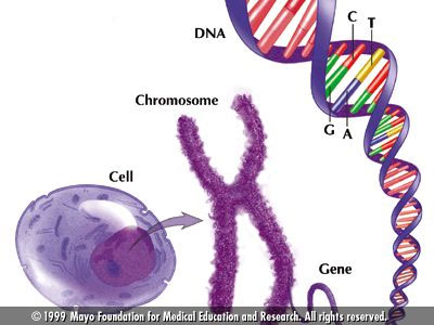 DNA TO PROTEIN | Quizizz